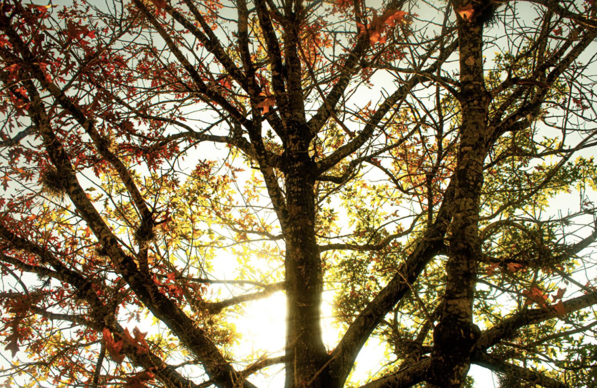 The leaves show the seasons changing on a tree outside North Hall on LSU's campus in Baton Rouge, La, on Nov. 18, 2024.

